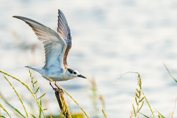 Common Tern perching on bamboo stump near a pond