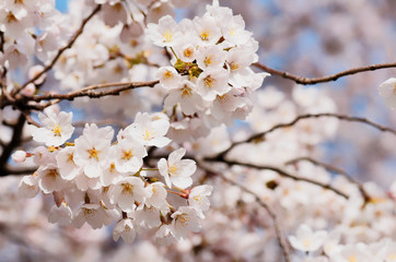 Obraz premium 桜（ソメイヨシノ）