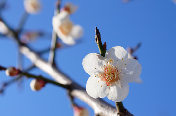 梅の花
