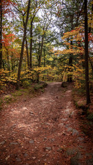 Foliage Trail