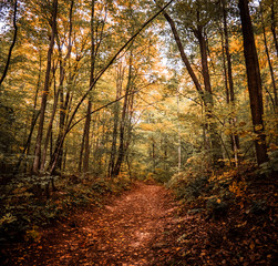 Fototapeta premium Hiking Trail