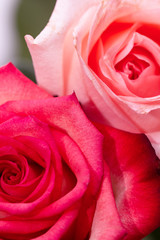 Fototapeta na wymiar red and white rose on a white background