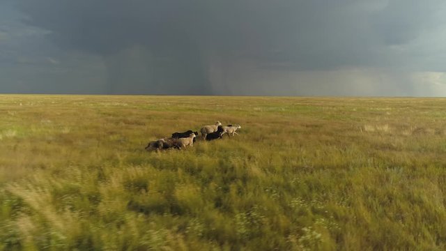 Small herd group of flocks of sheep livestock running through field steppe yellow grass run away from a thunderstorm unique dramatic sky clouds horizon open space. Аreedom fright. Aerial follow 
