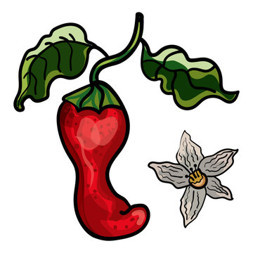Red hot chili pepper. Mexican Isolated doodles. Vegetarian cuisine. Botanical illustration of chili pepper. - Vector