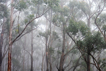 fog in mist in trees and a forrest