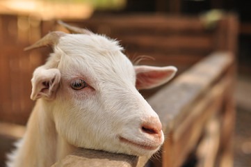 face of a white goat on a farm, with horns, in a wooden stall