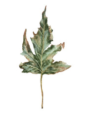 Fototapeta premium Autumn maple leaf