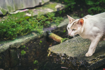 Naklejka na ściany i meble Cute white and brown cat Looking straight ahead With calm mood 