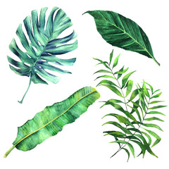 Tropical palm leaves set