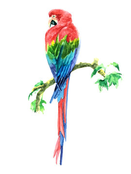 Watercolor illustration of a tropical colored parrot Ara sitting on a branch with leaves