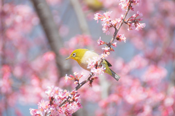 オカメザクラに可愛いメジロ