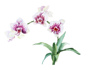 Watercolor blossoming branch Orchids