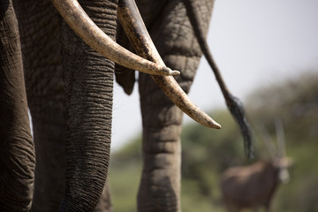 Elephant (Loxodonta africana) tusk and trunk close-up - Kenya.	