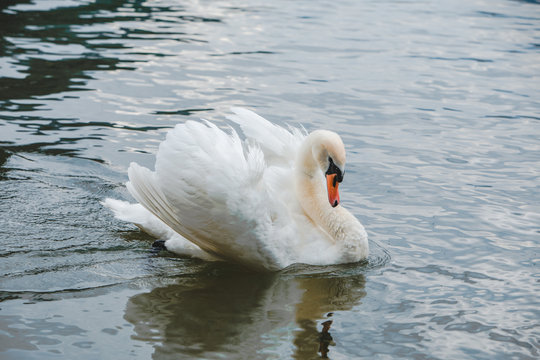 white swans in blue lake water