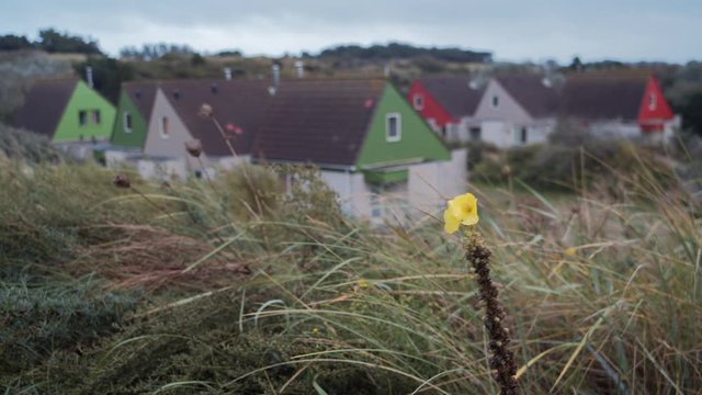 Holland village Zandvoort on the background of autumn grass and Yellow flower.