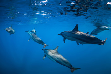 Spinner dolphins swimming in Indian ocean at Mauritius