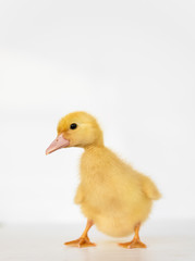 lovely yellow duck on white background isolated.