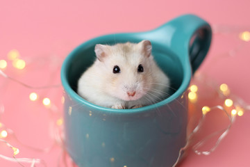 Fototapeta na wymiar Dwarf hamster sitting in a mug close-up, pink background with bokeh