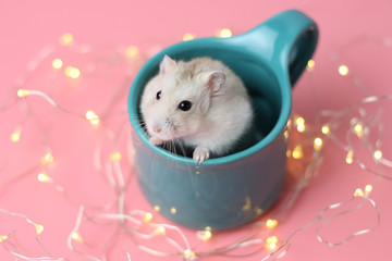 Fototapeta na wymiar Dwarf hamster sitting in a mug close-up, pink background with bokeh