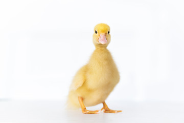 lovely yellow duck on white background isolated.