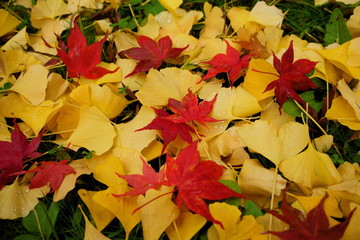 雨上がりの落ち葉、銀杏と紅葉