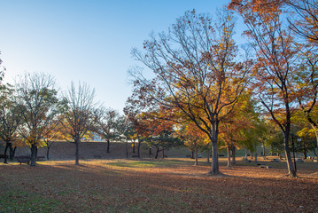 Fall leaves. Fall scenery. Seoul Olympic Park in South Korea.