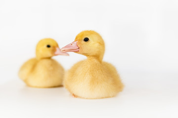 lovely yellow duck on white background isolated.