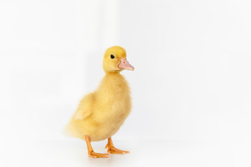 lovely yellow duck on white background isolated.