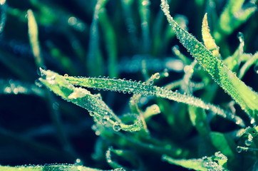 Fresh green grass with water drops on it