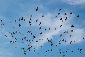 flock of flying speed racing pigeon , group of flying pigeon against beautiful sky