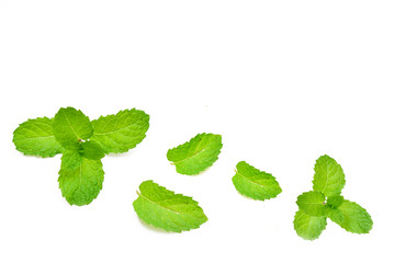 Mint leaves isolated on white background