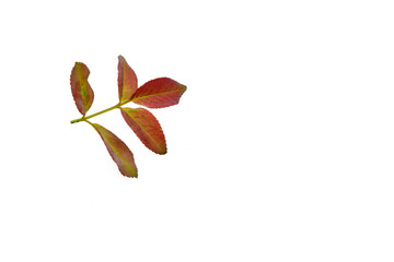 Rose leaves isolated on white background