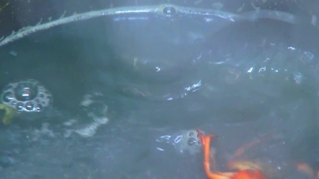 River boiled crayfish a good snack to beer. Waiter puts on the table a plate of boiled red river cancer . A plate of fuming or smoking hot crawfish in the restaurant. Shot on RED Camera Slow motion.