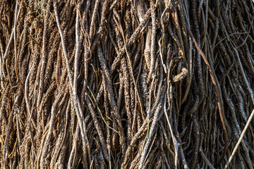 roots covering the trunk of a tree