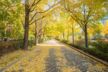 Autumn street with yellow maple leaves. Seoul Olympic Park in South Korea.