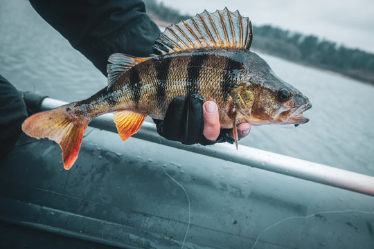 Close-up Perch In The Hand Of A Fisherman.