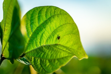 leaf on green background