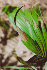 taking care of plants concept, close-up of palm plant outdoor with semi dry damaged leaves