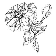 Vector Marigold floral botanical flowers. Black and white engraved ink art. Isolated tagetes illustration element. - 303768782