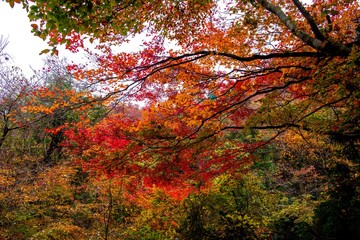 マゼノ渓谷の紅葉