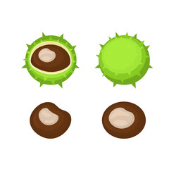 Horse chestnuts peeled and whole with green rind isolated on white. Vector