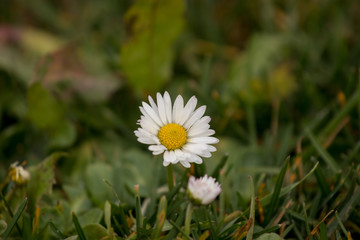 daisy in the grass
