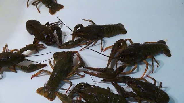 Live crayfish caught in the river are poured into the wash basin before cooking.