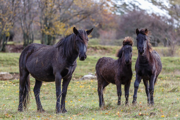 Fototapeta premium Caballos de raza pottoka en la pradera. Equus caballus.