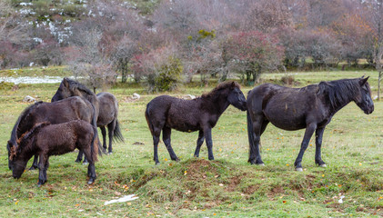 Manada de caballos pottoka en la pradera. Equus caballus. 