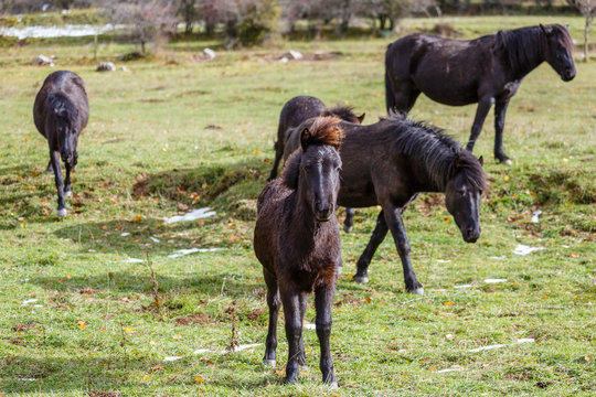 Potro de caballo pottoka mirando de frente junto al resto de la manada. Equus caballus.