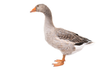 Goose, side view, standing isolated on white background