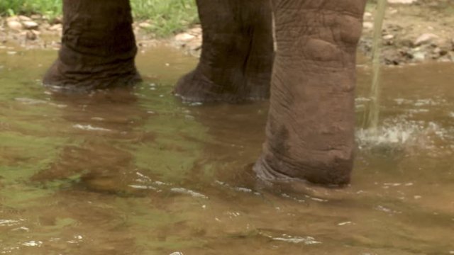 A daylight extreme closeup shot of a large elephant standing on a flowing stream of water of its habitat while it pees.