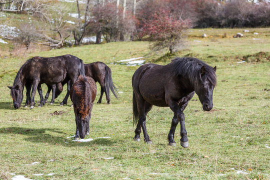 Grupo de caballos pottoka en la pradera. Equus caballus. 