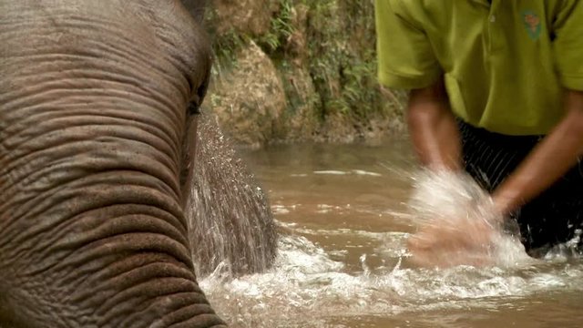 A daylight extreme closeup shot of a zookeeper helping a baby elephant bathe itself in the murky waters of a reservoir.